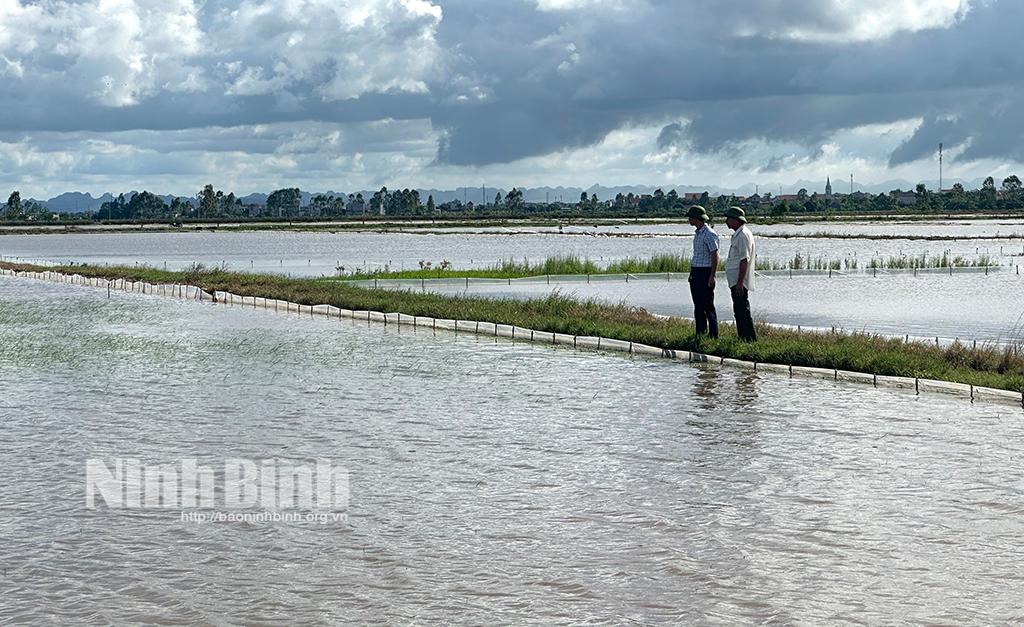 Yên Khánh: Tập trung chống úng bảo vệ lúa mùa