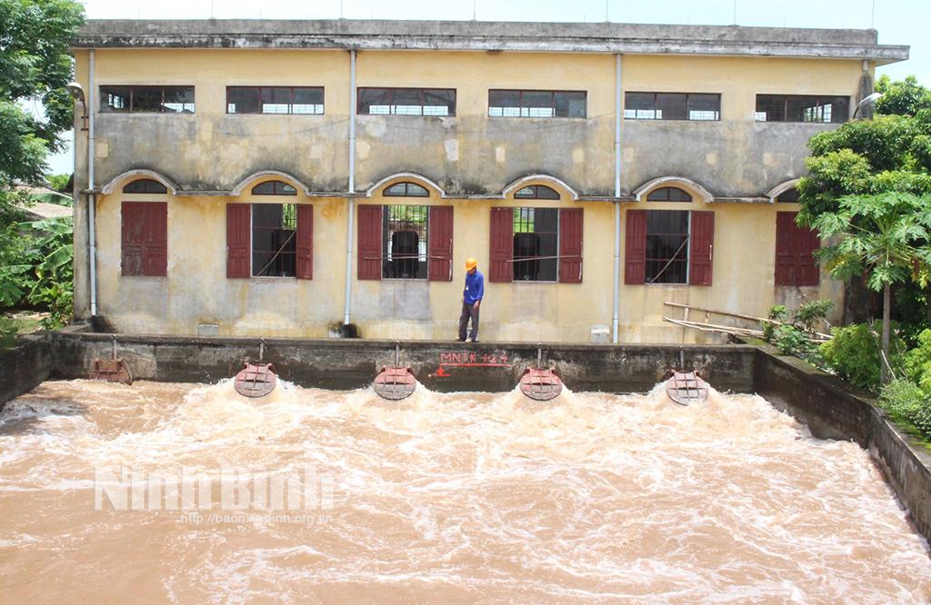 Kim Sơn tập trung khôi phục sản xuất nông nghiệp sau mưa úng