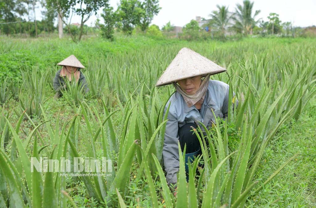 Hướng phát triển mới từ trồng cây nha đam