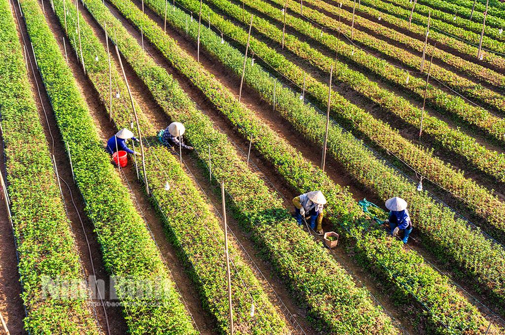 Bước chuyển vững chắc của nông nghiệp sau 30 năm tái lập huyện Yên Khánh