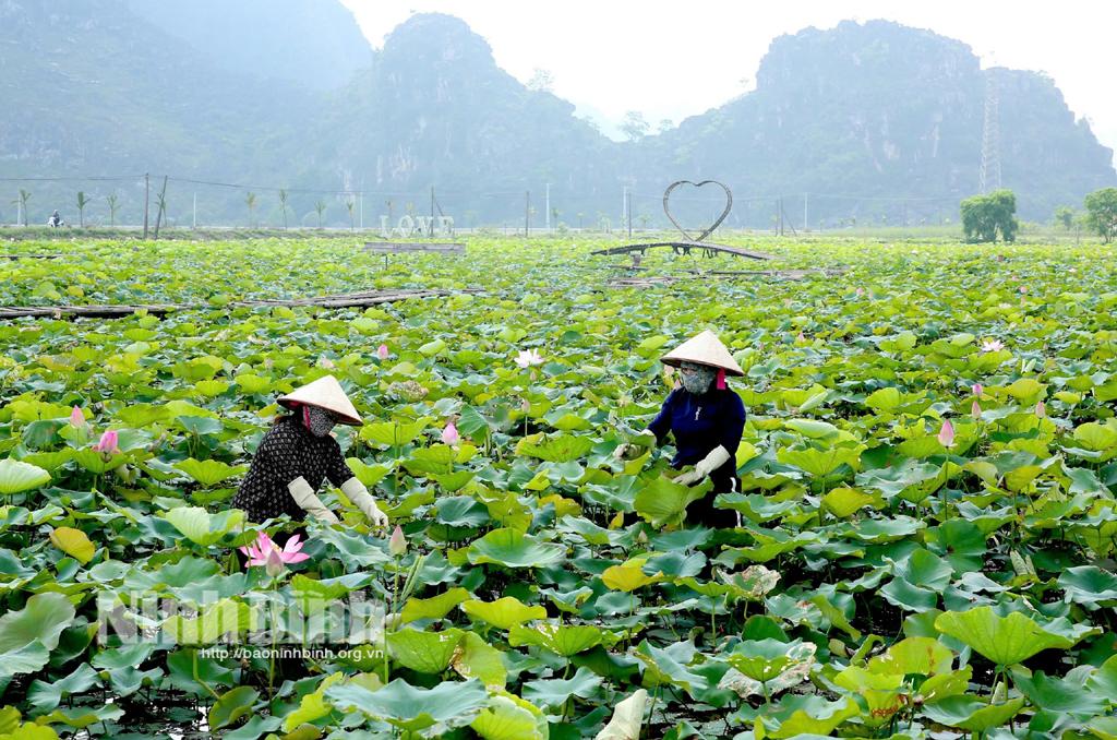Ninh Binh looks to low-carbon, circular agricultural economy