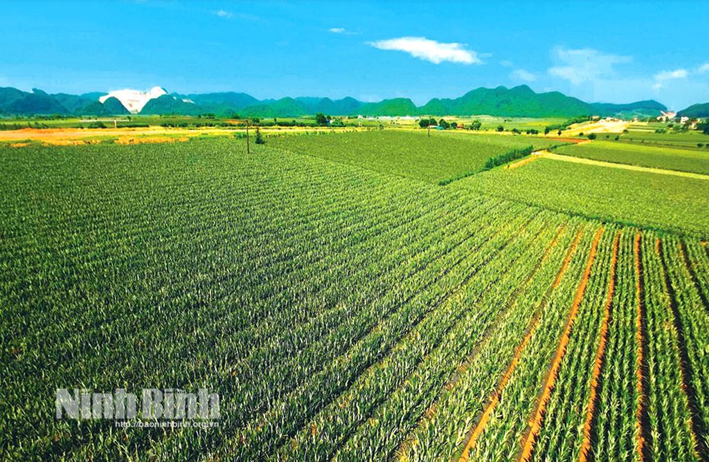 Công ty cổ phần Thực phẩm xuất khẩu Đồng Giao: Sản xuất khép kín, nâng tầm giá trị nông sản Việt