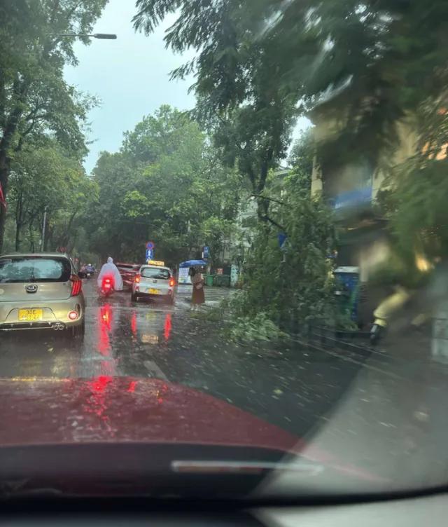 Đông Bắc Bộ mưa lớn trắng trời, nhiều cây xanh ngã đổ