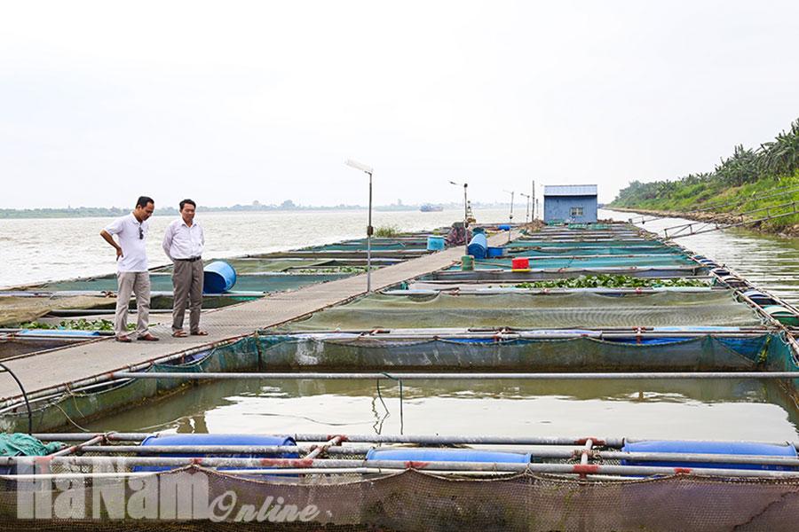 Giữ an toàn cho lồng bè nuôi cá trên sông Hồng trong mùa mưa, bão, lũ