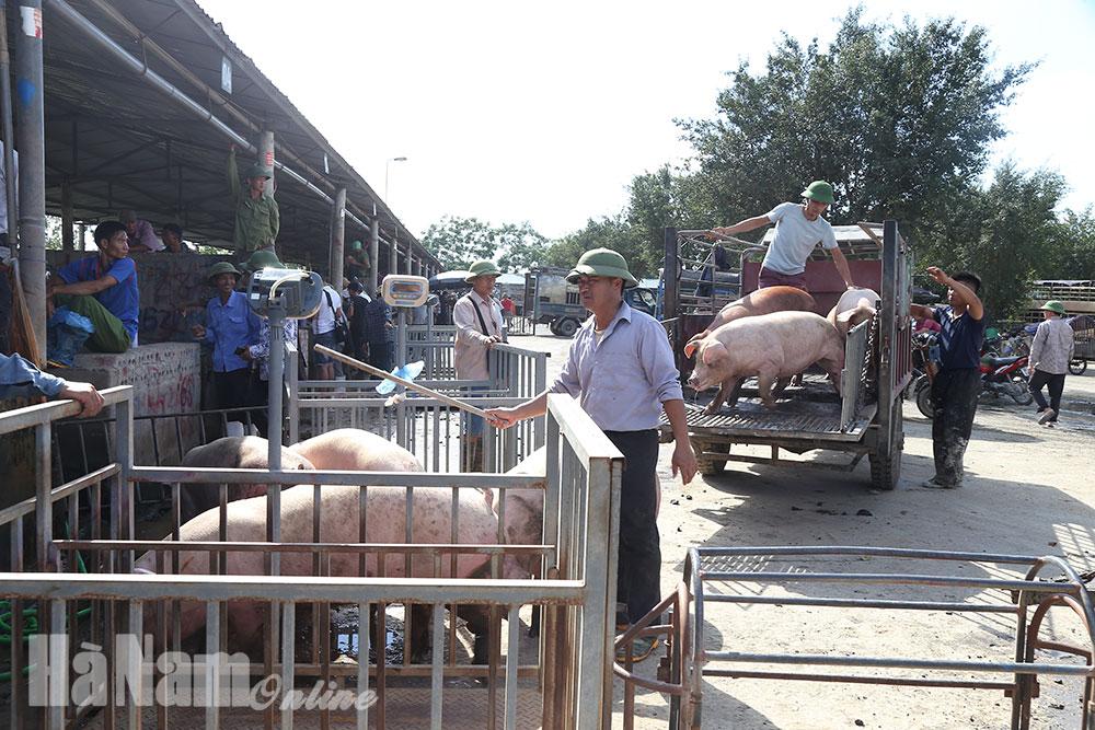 Lợn nhập khẩu từ Thái Lan chuẩn bị về chợ đầu mối Hà Nam