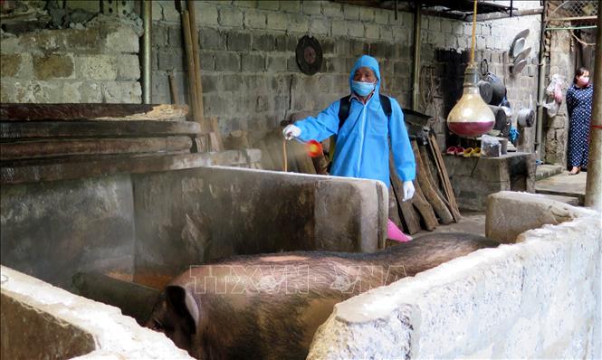 Phê duyệt Kế hoạch quốc gia phòng, chống bệnh dịch tả lợn châu Phi