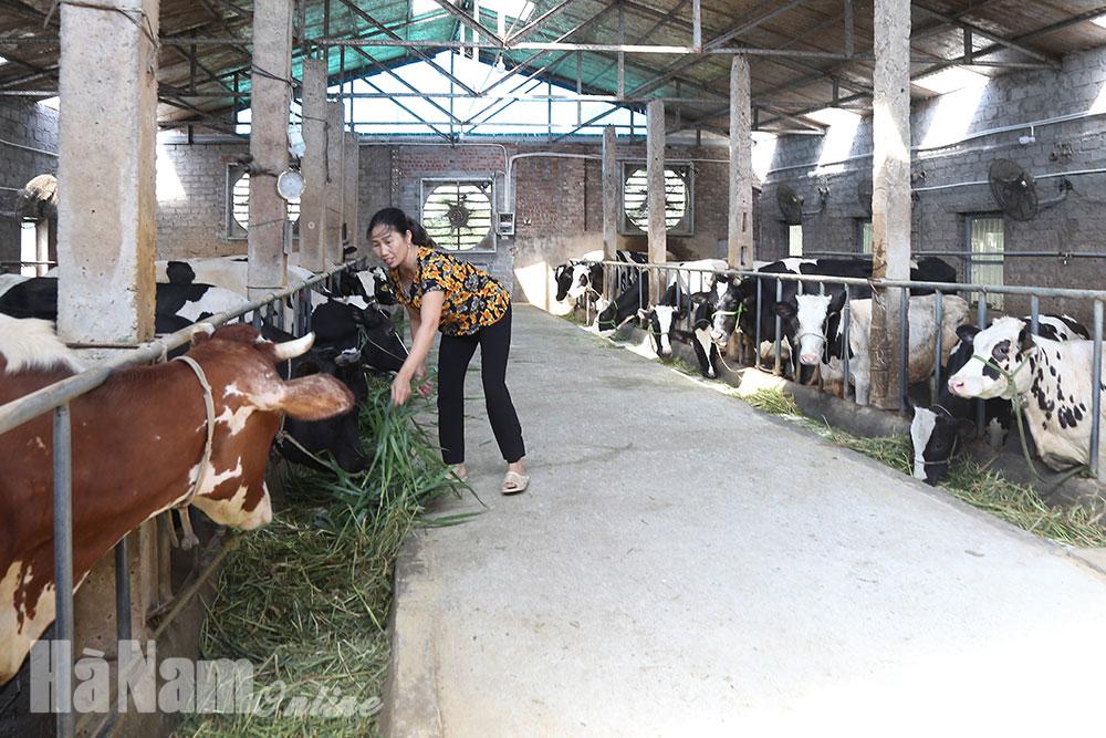 Triển vọng chăn nuôi bò sữa trong chuồng kín