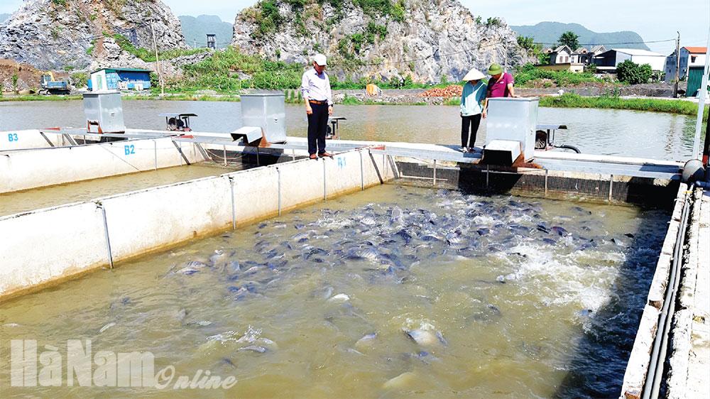 Nuôi cá công nghệ cao theo chuỗi khép kín