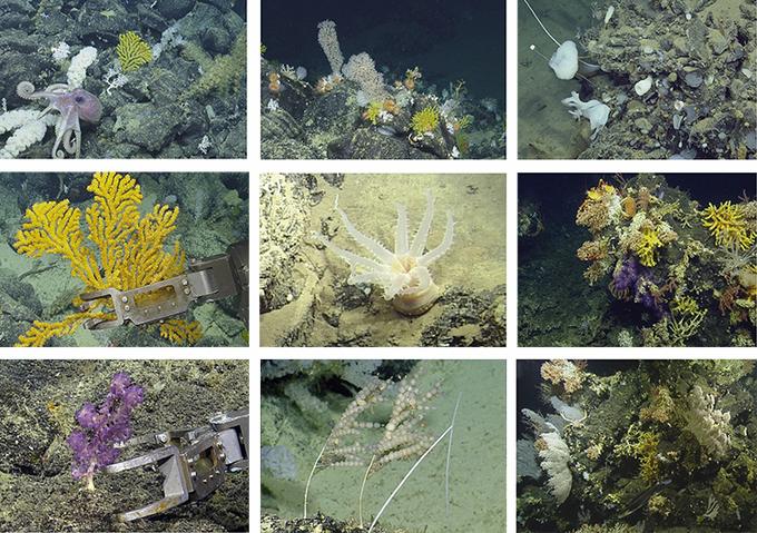 Phát hiện 30 loài động vật biển sâu mới