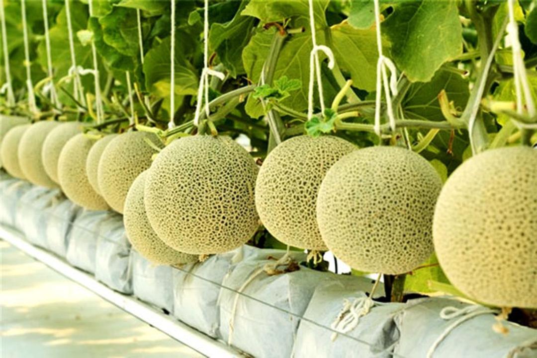 Nhân rộng mô hình Hợp tác xã kiểu mới hiệu quả trên cả nước giai đoạn 2021-2025