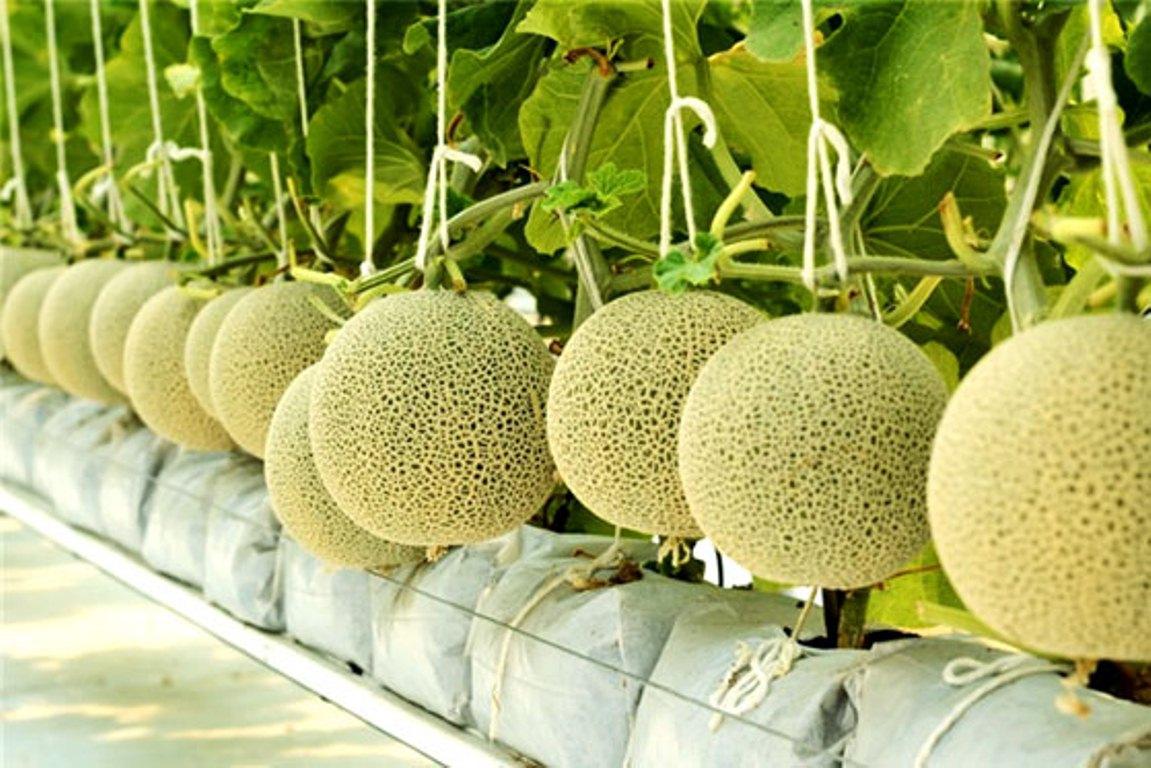 Nhân rộng mô hình Hợp tác xã kiểu mới hiệu quả trên cả nước giai đoạn 2021-2025