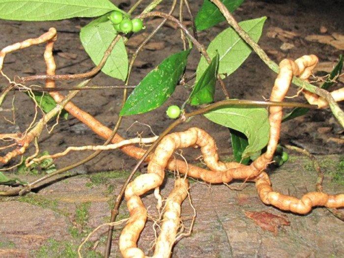 Bất ngờ với những khám phá khác về cây ba kích