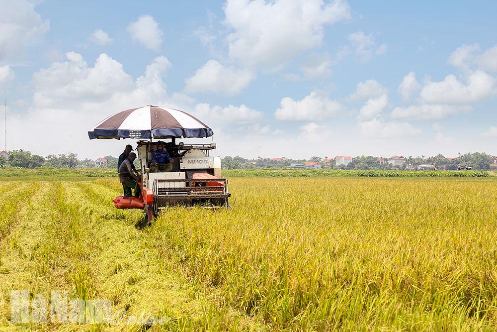 Hà Nam lựa chọn và phát triển các sản phẩm nông nghiệp có lợi thế
