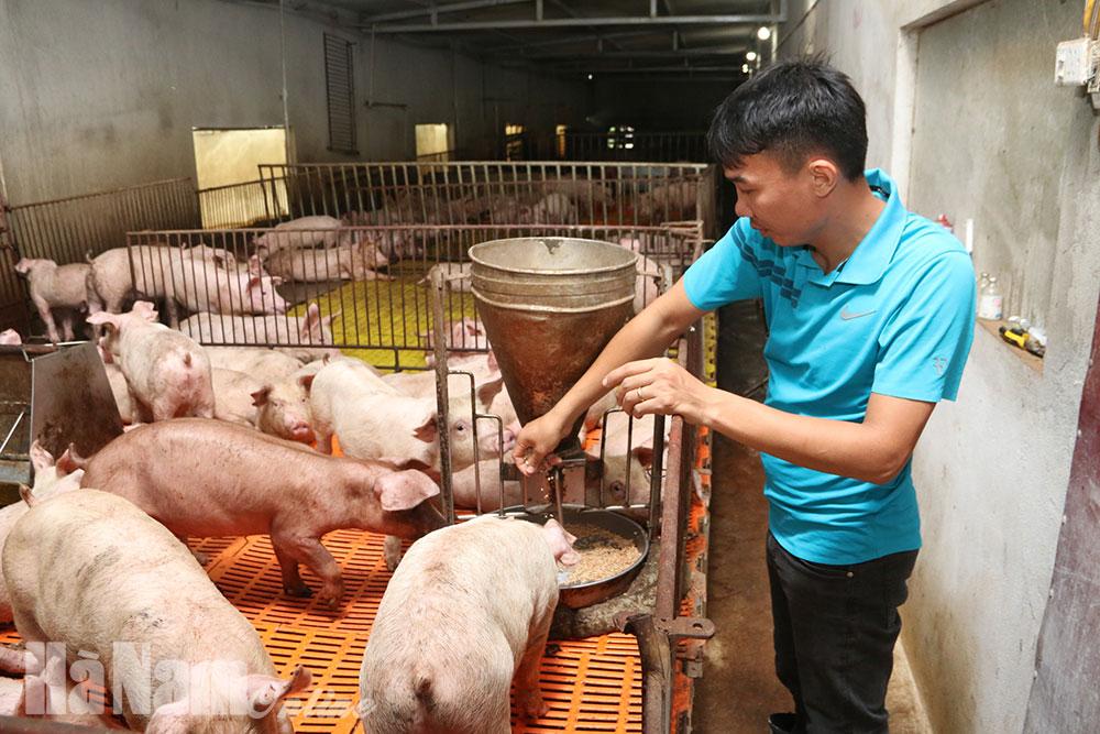 Bảo đảm giữ vững tổng đàn lợn phục vụ thị trường dịp cuối năm