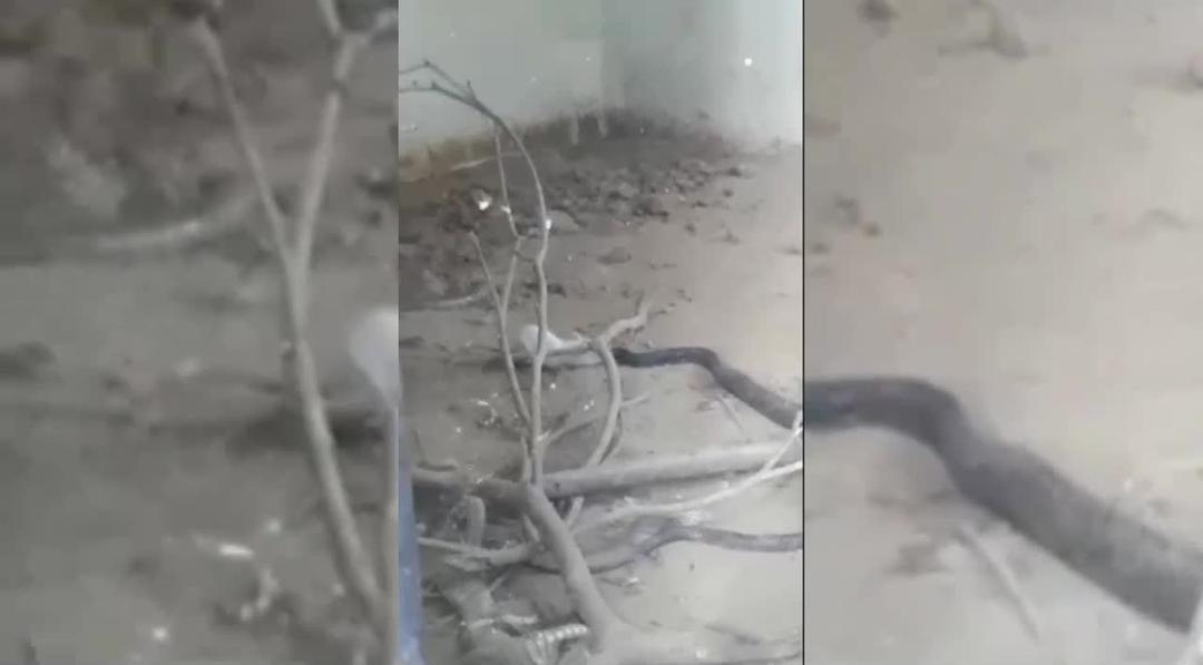 Tưởng đóng vai con mồi, ngờ đâu chuột bạch 'lật ngược thế cờ' giết luôn cả rắn hổ mang