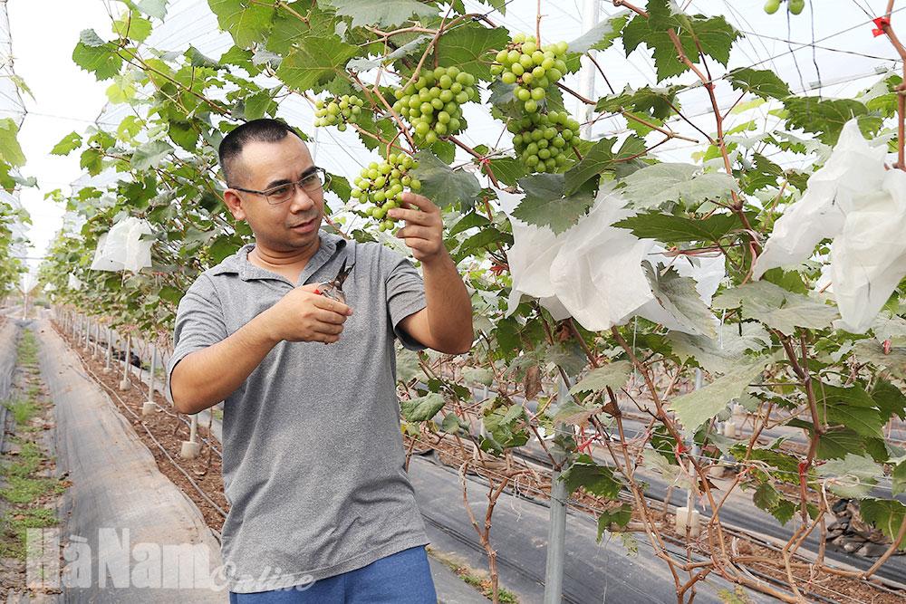 Triển vọng vùng trồng nho trên đất bãi Đồng Du