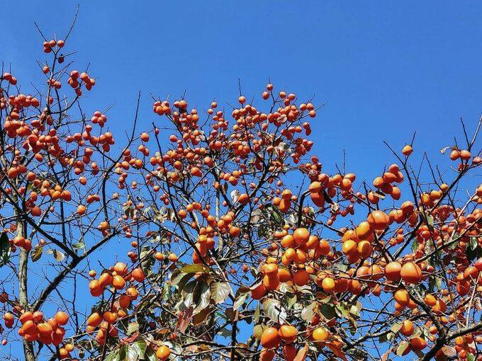 Kinh nghiệm vi vu Mộc Châu cuối mùa hồng chín