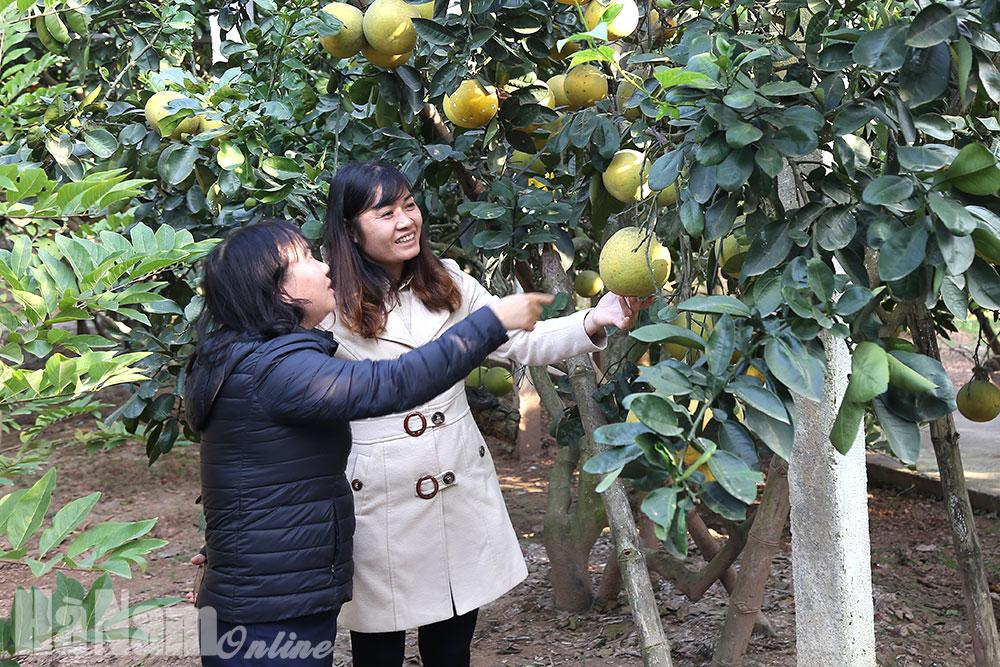 Bưởi Diễn chín sớm, giá giảm sâu