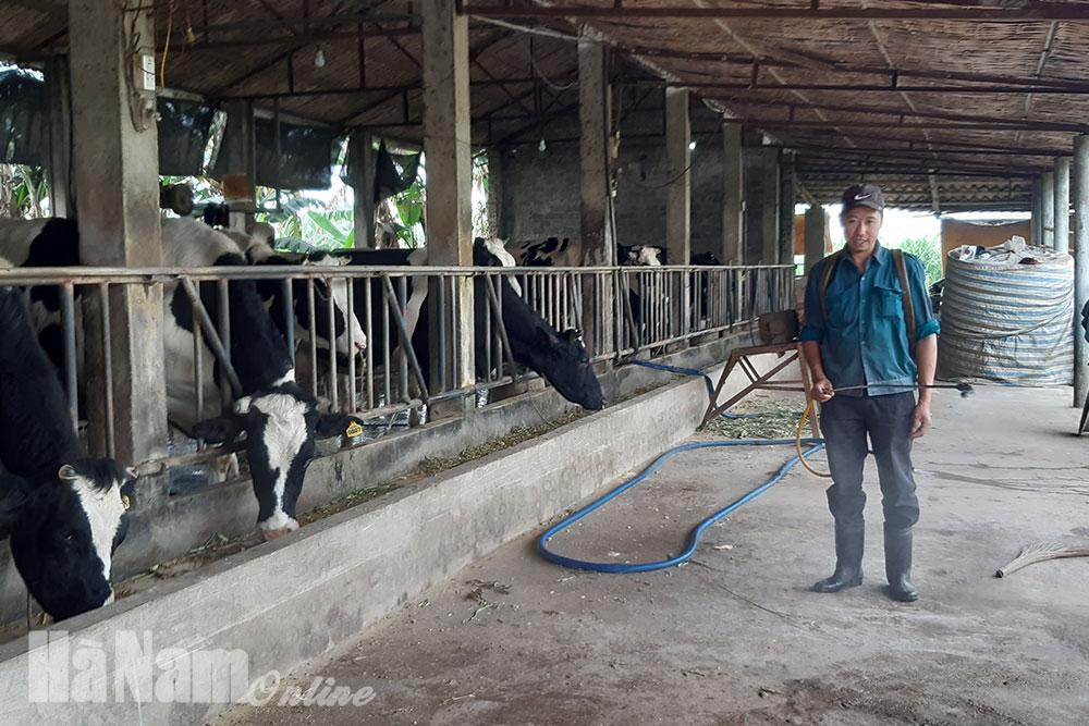 Thị xã Duy Tiên tập trung phòng, chống dịch bệnh viêm da nổi cục trên đàn trâu, bò