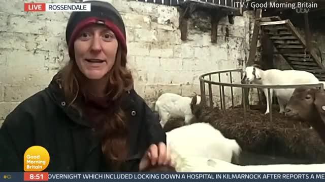 "Cái khó ló cái khôn": Kiếm bộn tiền vì cho thuê... dê dự họp online