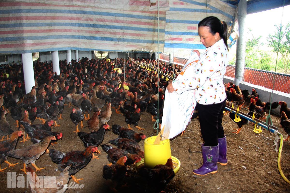 Hiệu quả từ các mô hình chăn nuôi tập trung ở Bình Lục