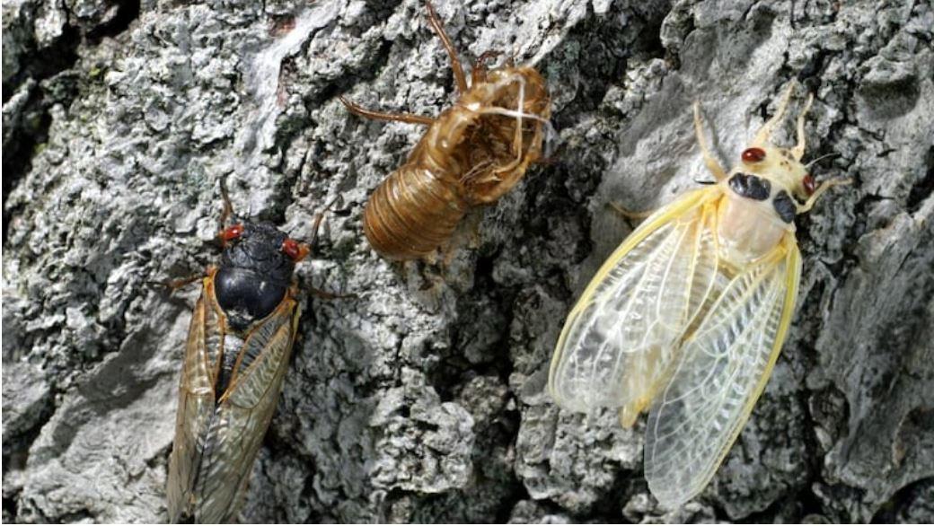 Nước Mỹ đối mặt 'cuộc xâm lăng' của hàng tỷ con ve sầu