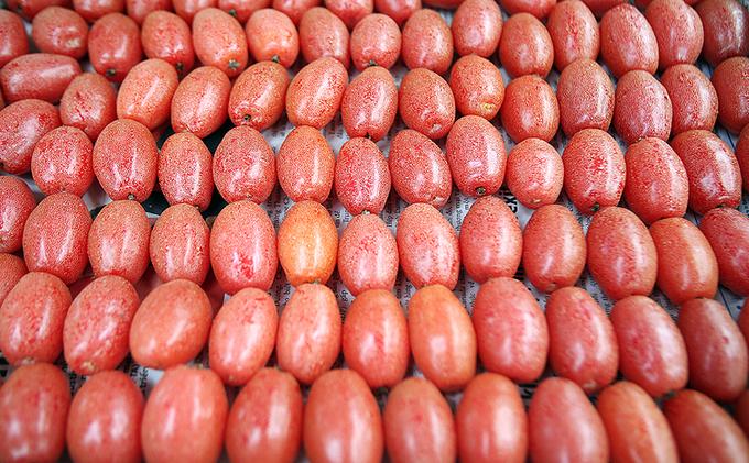 Bài thuốc chữa ho hen, phong thấp từ quả nhót