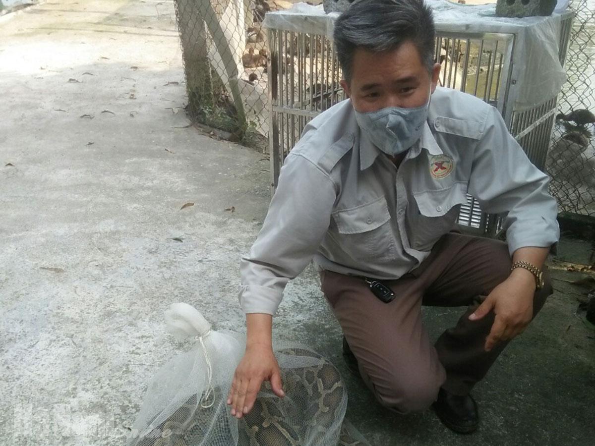 Giao thả cá thể trăn 35 kg vào rừng Tam Chúc