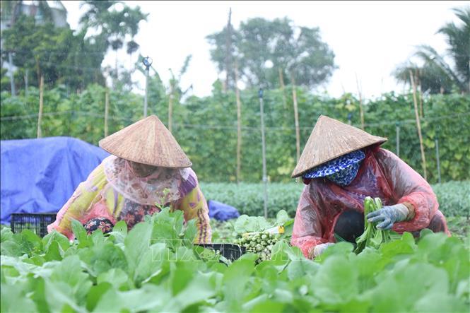 Xây dựng các phương án sản xuất, cung ứng nông sản đến quý I/2022