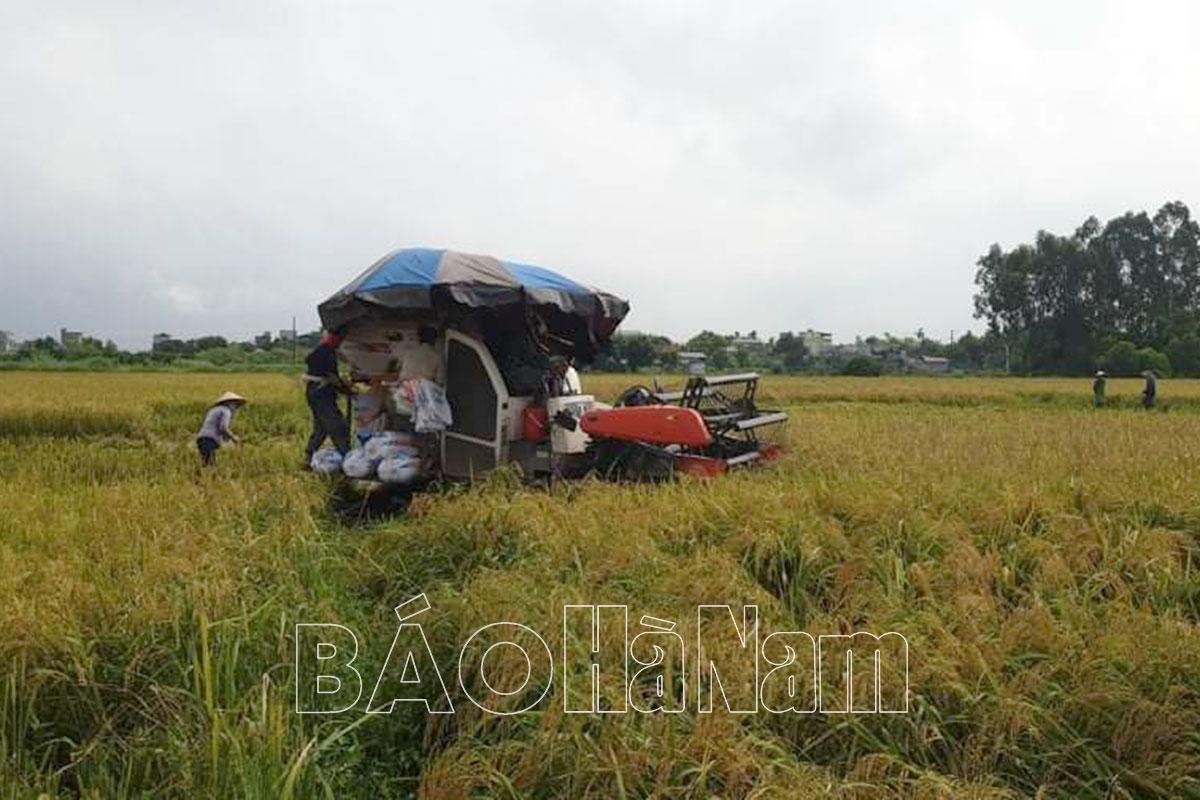 Đợt mưa lớn 3 ngày qua làm hơn 3.176 ha lúa và rau màu bị ảnh hưởng