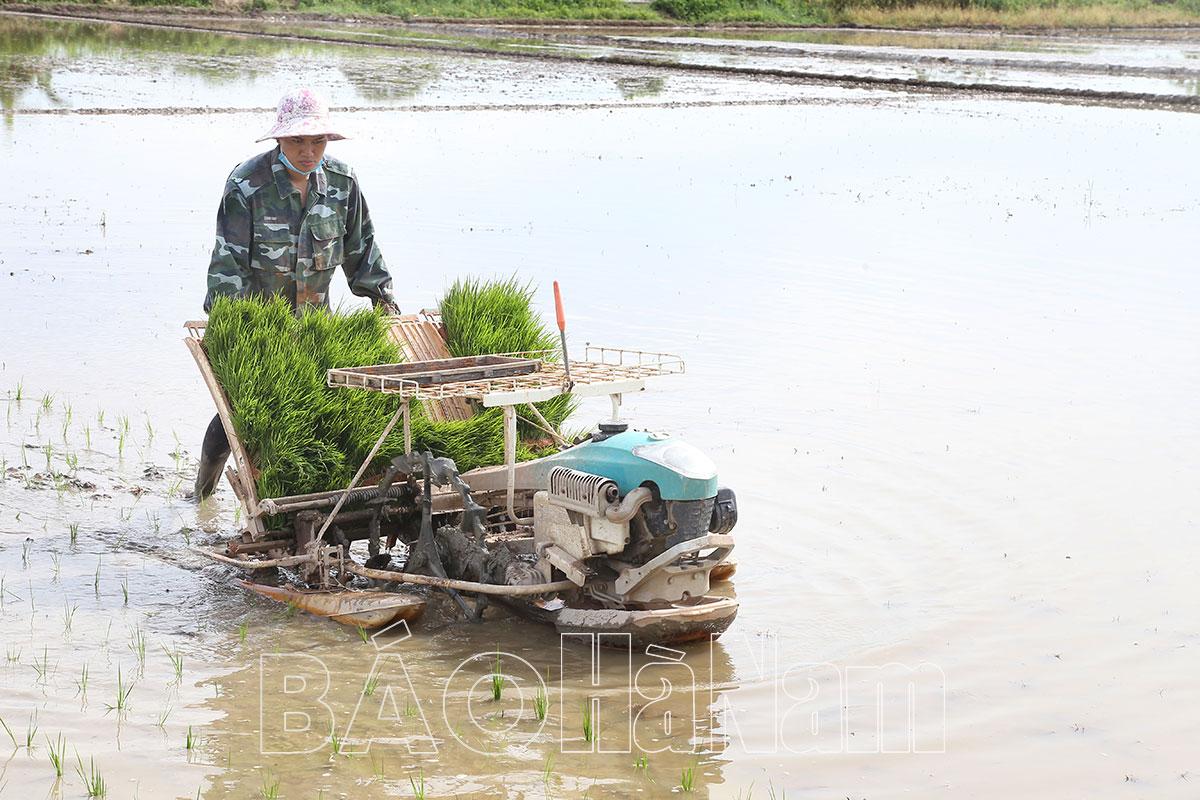 Thanh Liêm thay đổi phương thức gieo cấy thích ứng với điều kiện sản xuất mới
