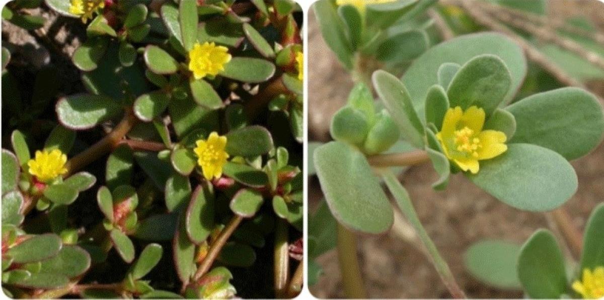 6 bài thuốc từ cây rau sam