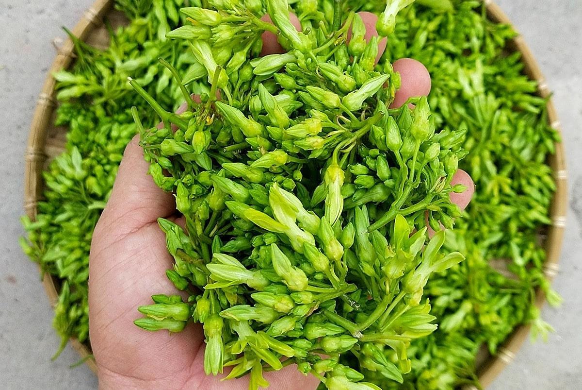 Hoa thiên lý có tác dụng như thế nào đối với sức khỏe?