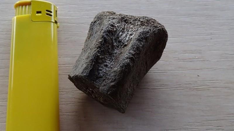 Bulgaria: Tìm thấy hóa thạch nhiều động vật cách đây 83 triệu năm