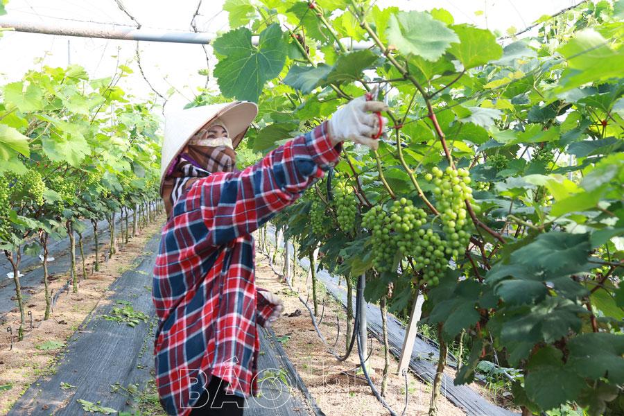 Chính sách “tam nông” từ nghị quyết đến cuộc sống