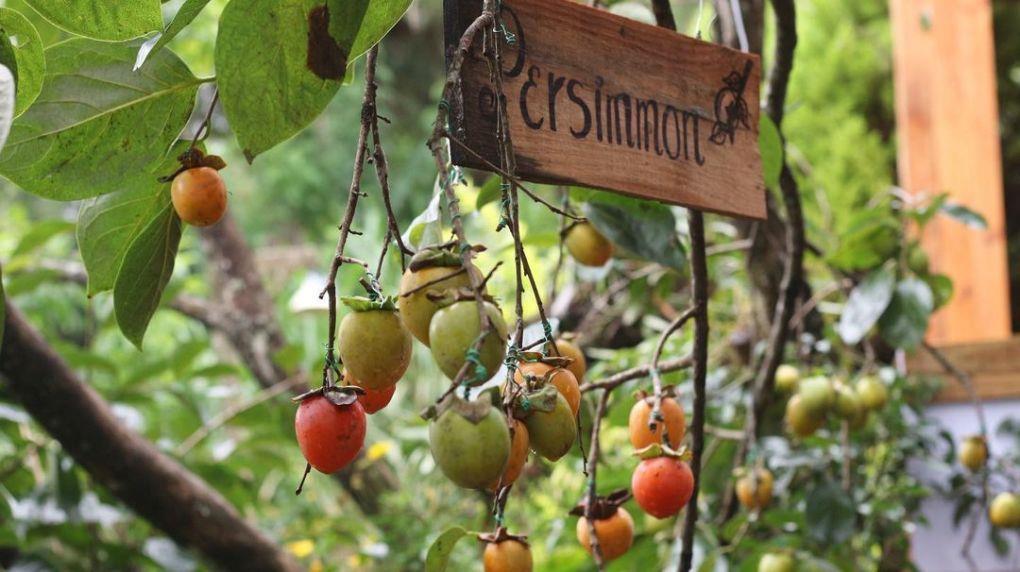 5 điểm hái hồng chín Đà Lạt