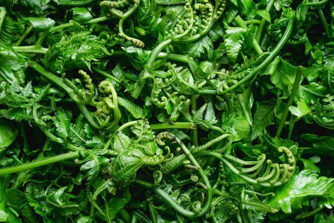 Việt Nam có loại “cây hóa thạch”, mọc dại ở bờ bụi nhưng "siêu bổ dưỡng"