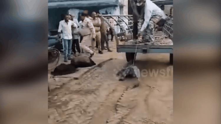 Giật mình phát hiện cá sấu dài hơn 2m ngay trong nhà