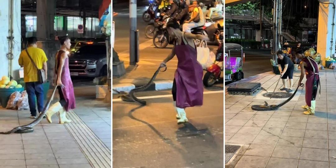 Người đàn ông tay không bắt rắn, cầm đuôi con vật kéo đi như đồ chơi
