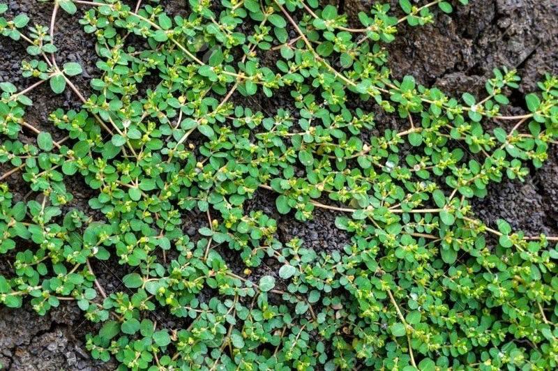 Loại cỏ “nghìn rễ” mọc dại khắp Việt Nam, là vị "thuốc quý" nhưng ít người biết