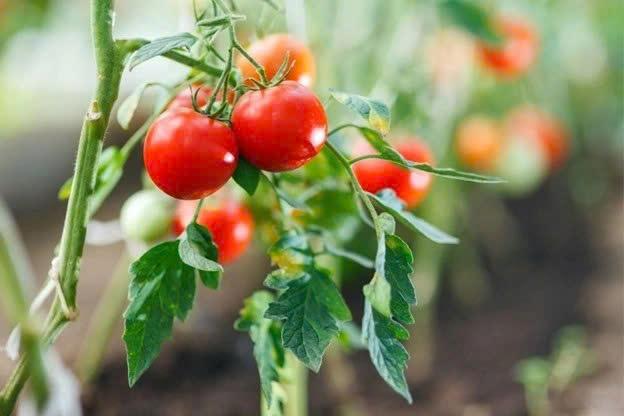 Loại quả được ví như “nhà máy dinh dưỡng”, siêu lành mạnh lại ngừa cả ung thư