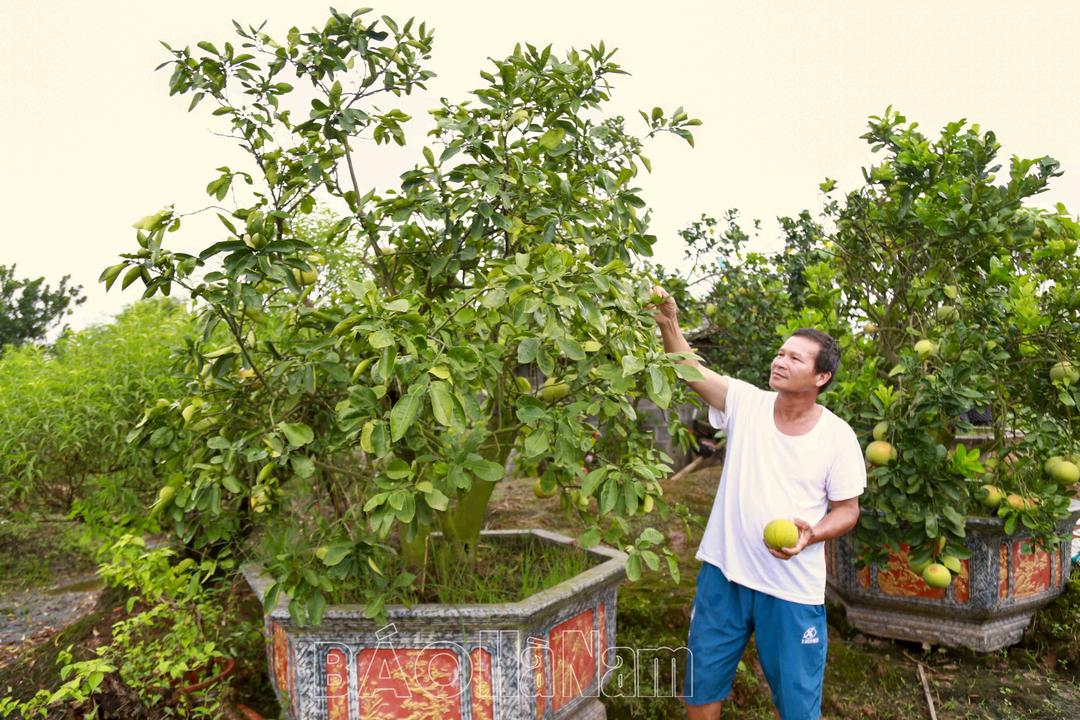 Nông dân Phù Vân khôi phục rau màu, hoa, cây cảnh sau lũ