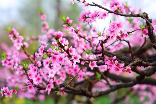 Thư chúc Tết Nguyên đán năm 2025 của Tỉnh ủy, Hội đồng nhân dân, Ủy ban nhân dân, Ủy ban Mặt trận Tổ quốc tỉnh Hà Nam