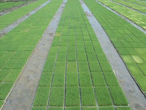 Quy trình làm mạ khay, cấy máy