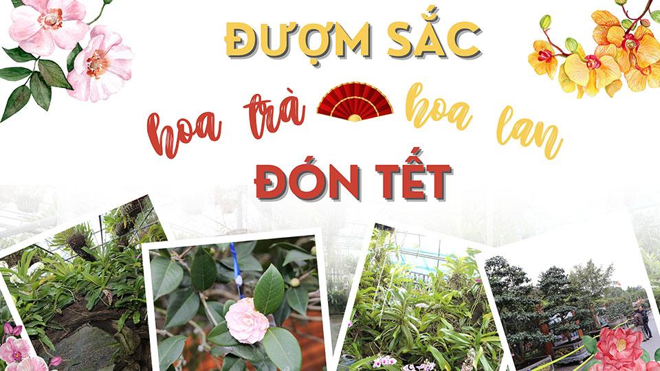 Đượm sắc hoa lan, hoa trà đón Tết