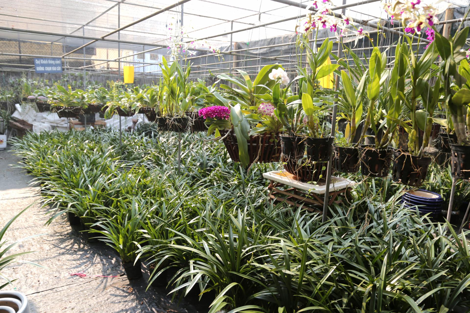 Thú chơi hoa lan, hoa trà ngày Tết