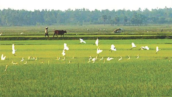 Ánh mắt quê hương