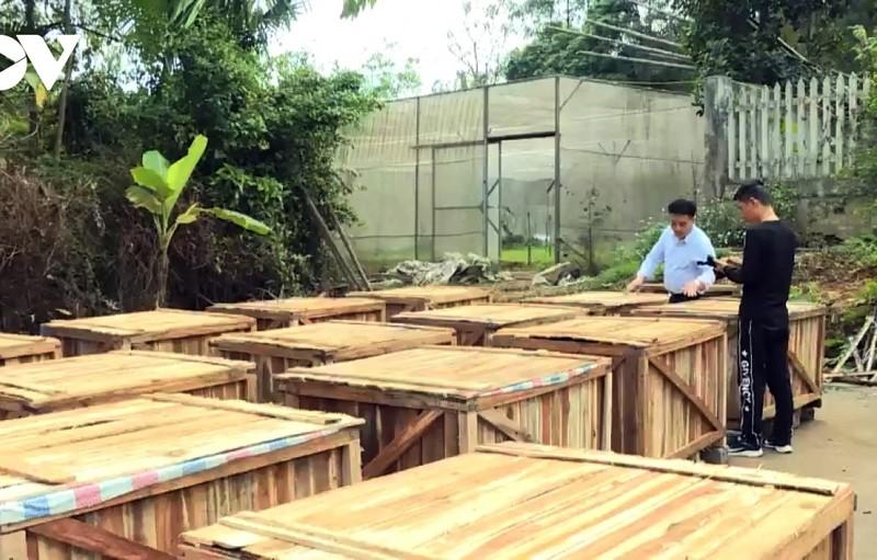Lào Cai: Xuất khẩu đậu đũa ngâm muối sang Nhật Bản