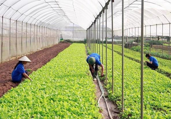 Hà Nội: Phấn đấu đến năm 2030 có hơn 3.000 hợp tác xã