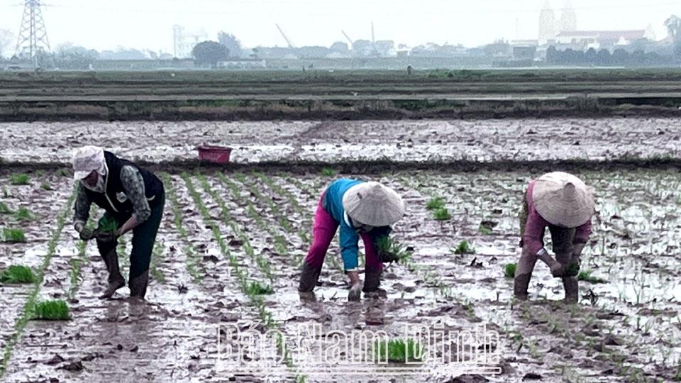 Chủ động xử lý khắc phục lúa cỏ vụ xuân